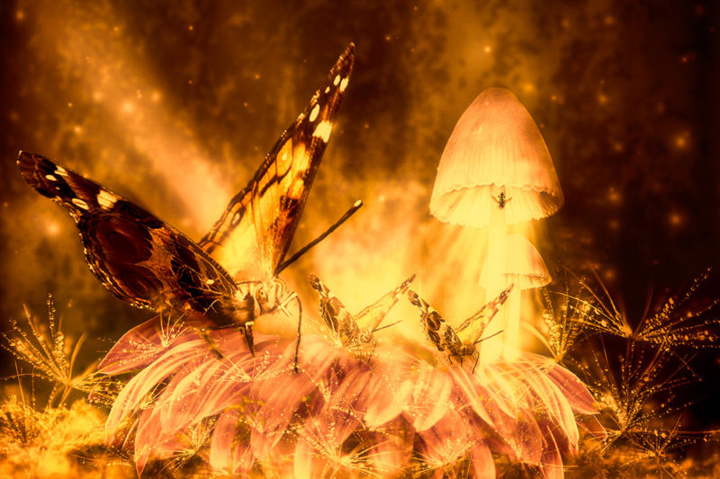 challenge-july-2021-attraction-by-penny-de-jong