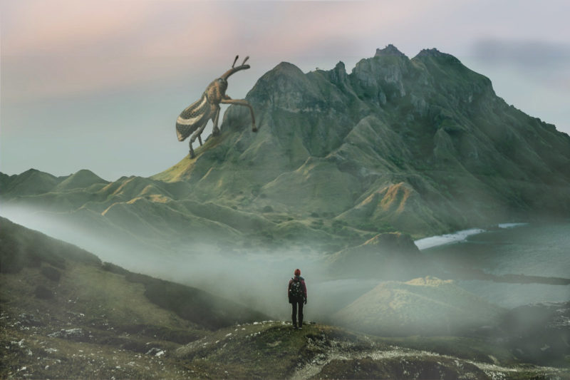 challenge-july-2021-bugging-out-by-mark-lovett