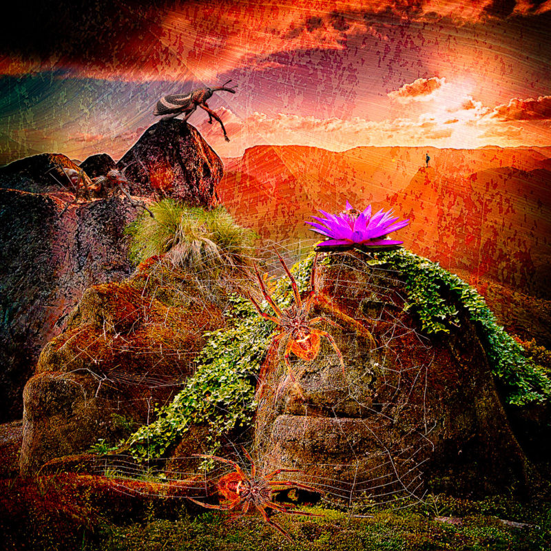 challenge-july-2021-bugs-by-tom-sherrill-mix