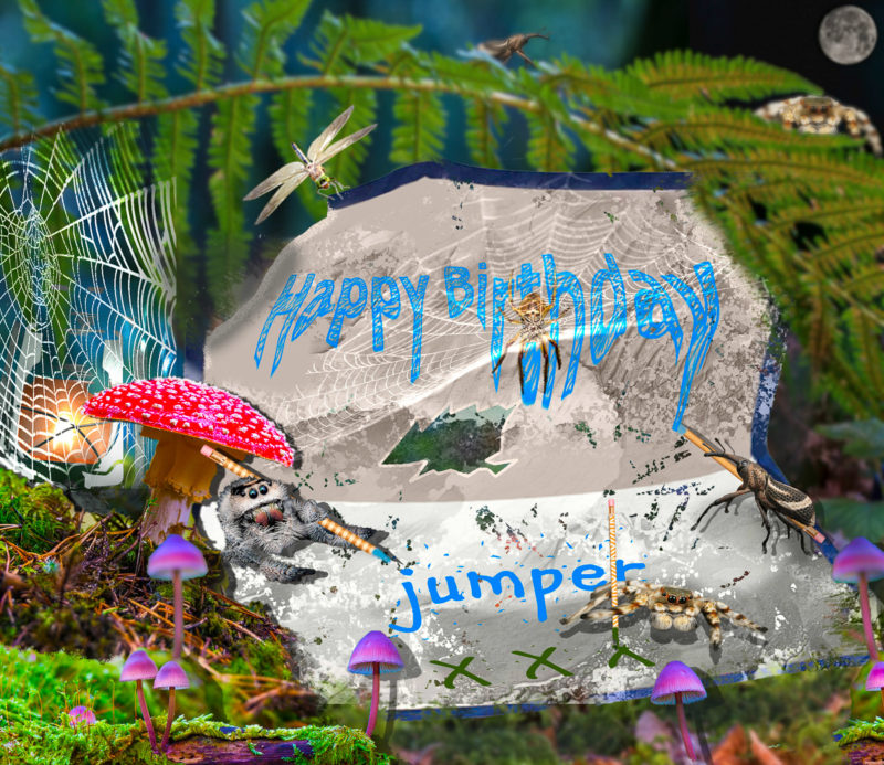 challenge-july-2021-happy-spider-day-by-steve-pulley