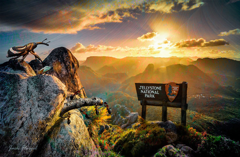 challenge-july-2021-jellystone-bugs-by-jack-floegel