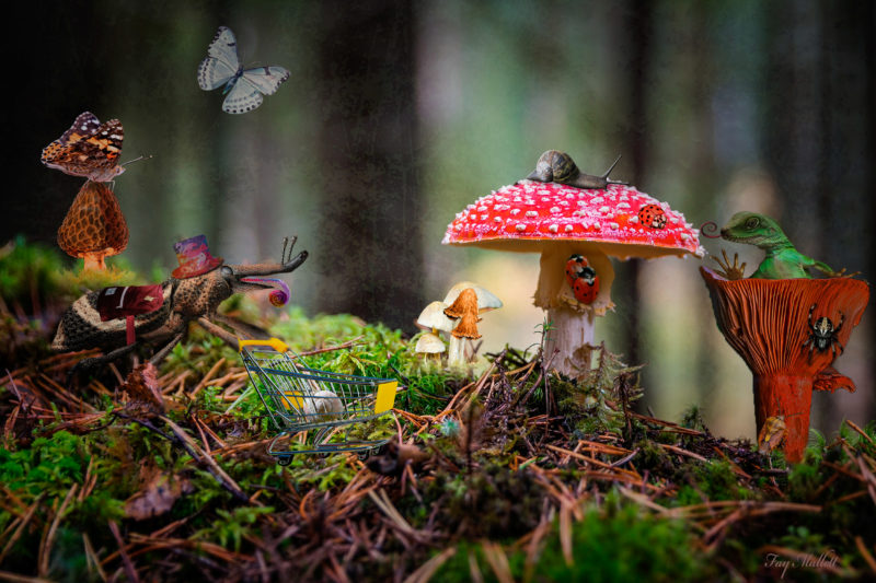 challenge-july-2021-mr-rainbow-tongued-doodlebug-goes-shopping-by-fay-mallett