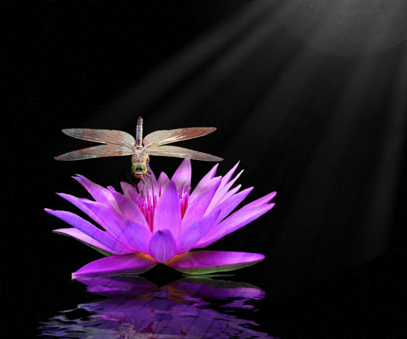 challenge-july-2021-on-purple-lily-by-bev-terawskyj