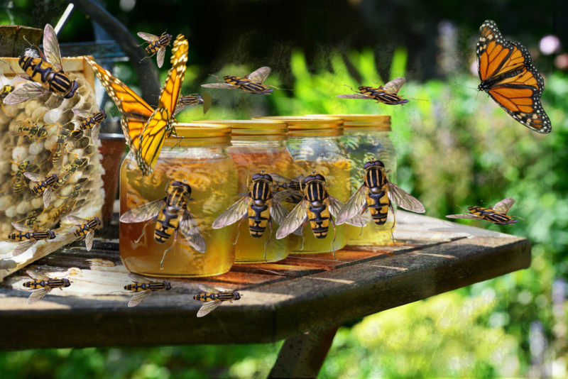 challenge-july-2021-save-the-honey-bees-by-sandy-friedkin