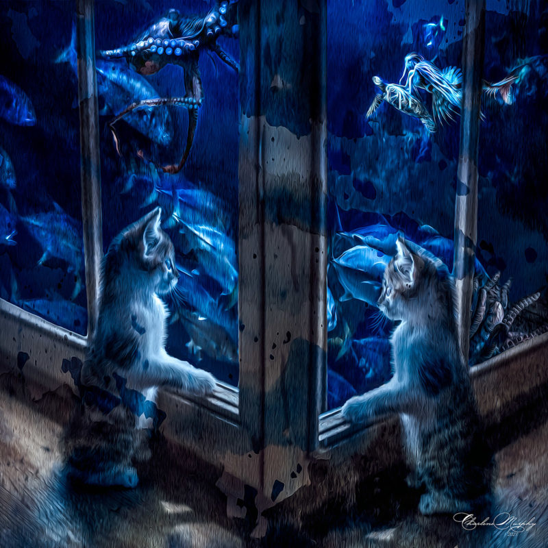 challenge-oct-2021-a-kitten-at-the-aquarium-by-charlene-murphy