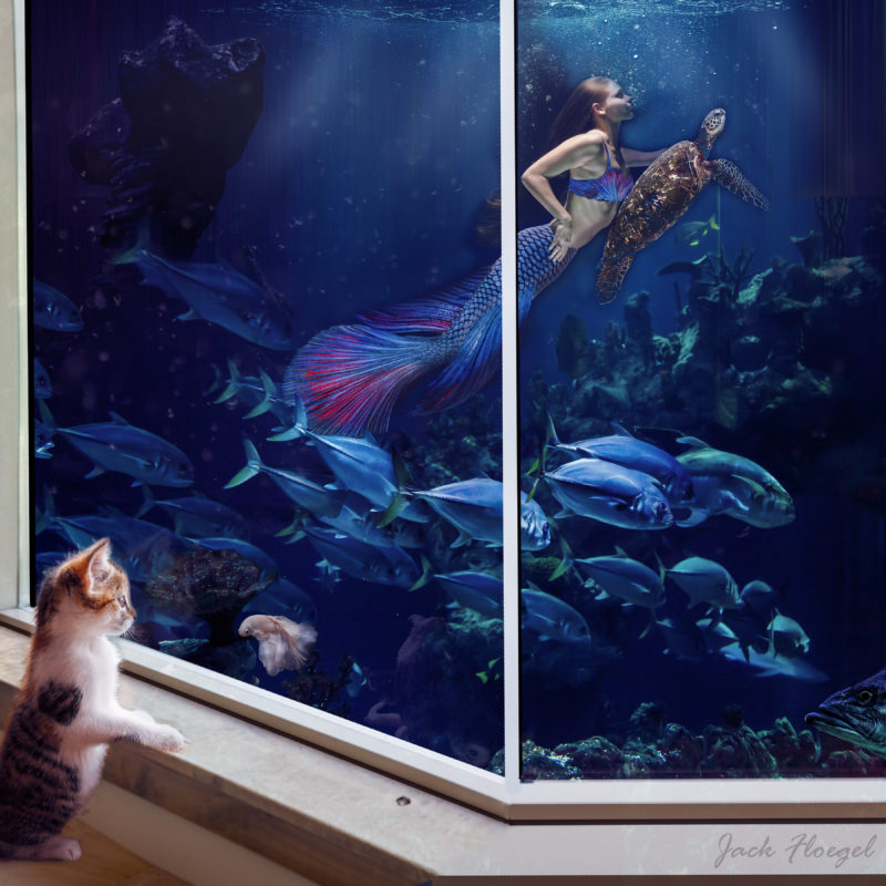 challenge-oct-2021-a-kitten-at-the-aquarium-by-jack-floegel