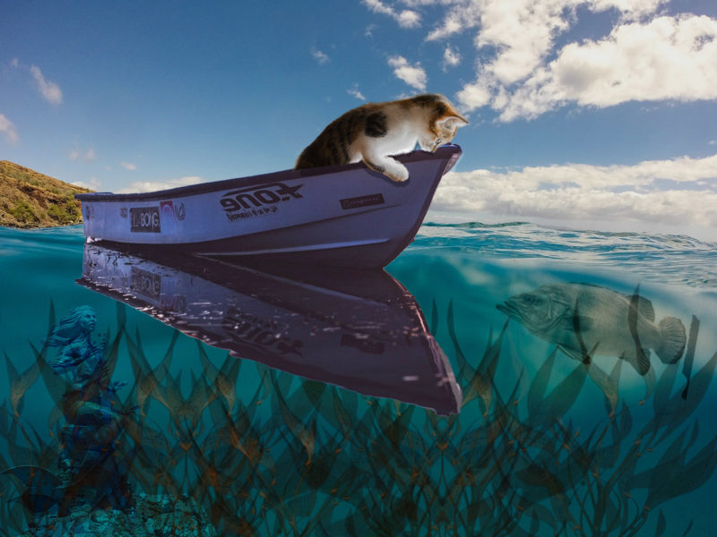 challenge-oct-2021-a-kitten-contemplation-by-sandy-sofa