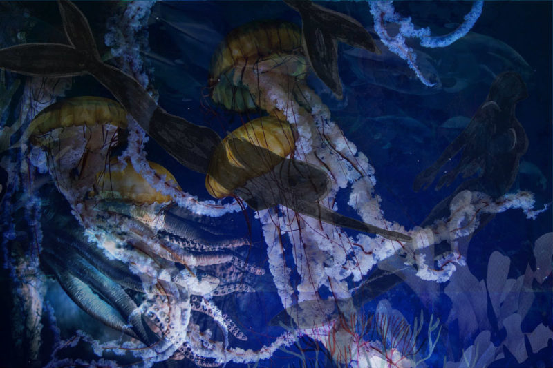 challenge-oct-2021-frolic-among-the-jelly-fish-by-anne-lou-robkin