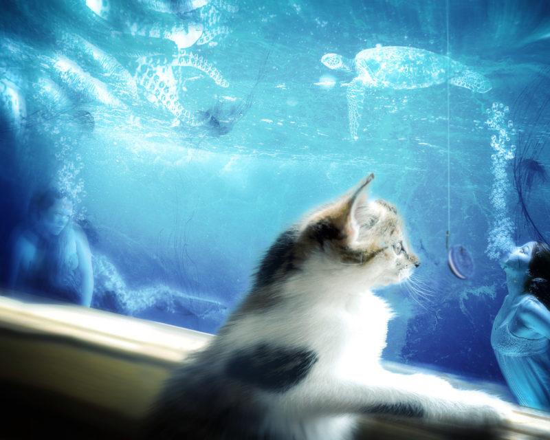 challenge-oct-2021-the-fishing-cat-by-andre-stevens