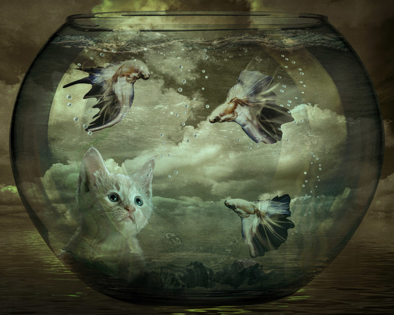 challenge-oct-2021-underwater-wishes-by-prue-wright