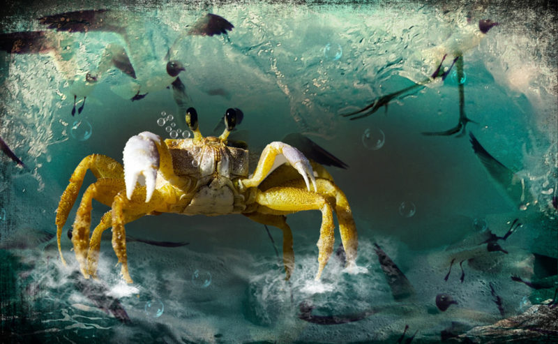 The-Splash-Zone-By-Caroline-Rawcliffe