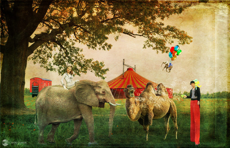 Animals Dont Belong In The Circus by Carole Garside