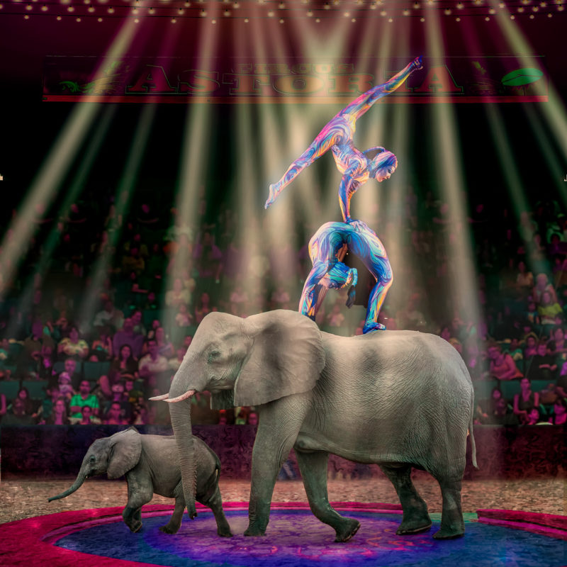 Under The Big Top by Jack Floegel