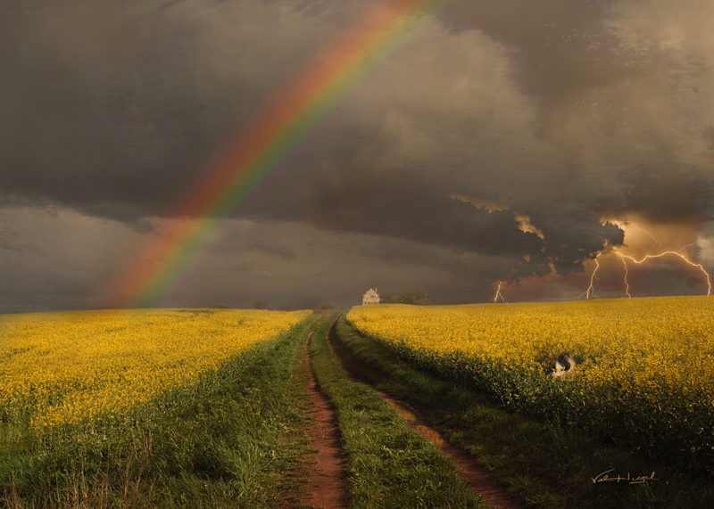 Cat And The Storm by Val Huzel