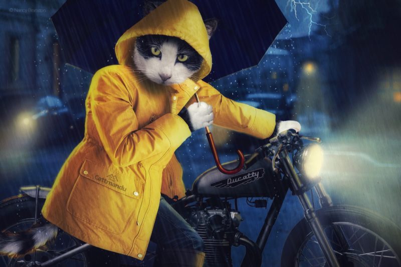 Raining Cats And Dogs by Nancy Branston