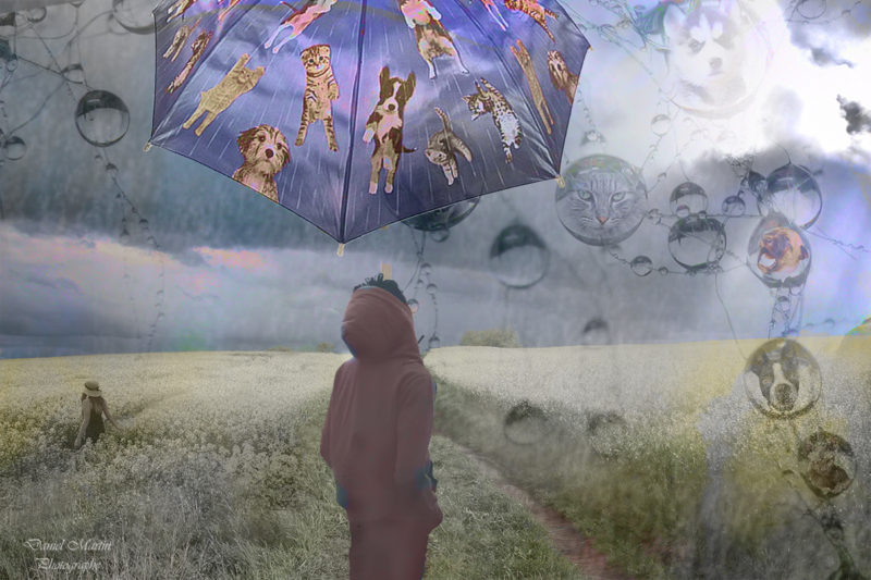 Raining Cats Dogs by Daniel Martin