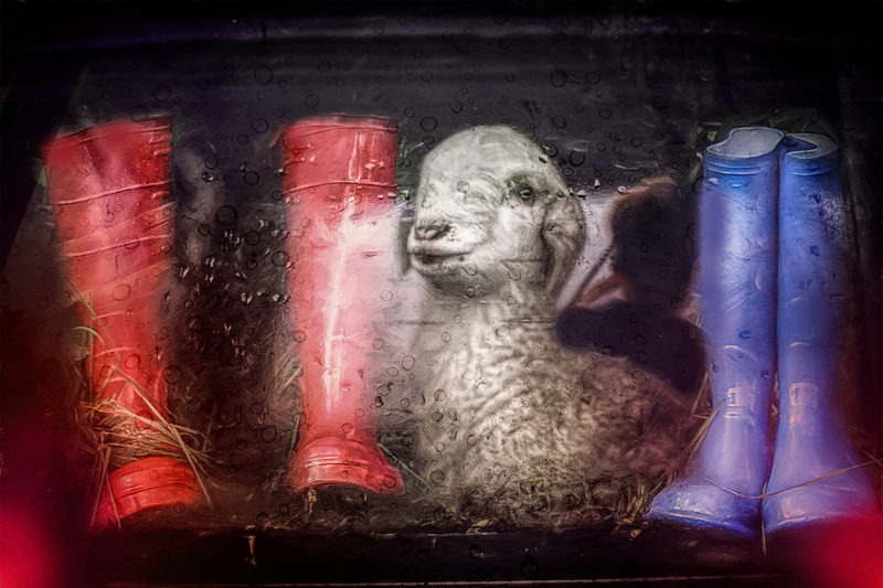 Rainy Day Visit To The Vet by Gary Davis