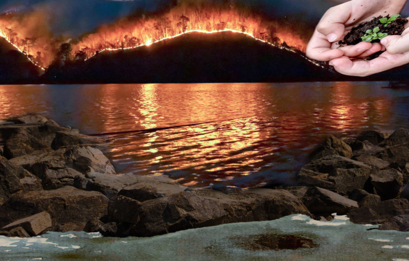 After the fires-regrowth