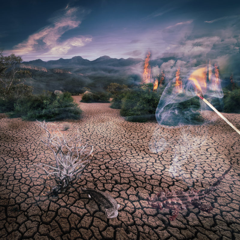 Last Days Of The Tree Museum by Jane Tovey