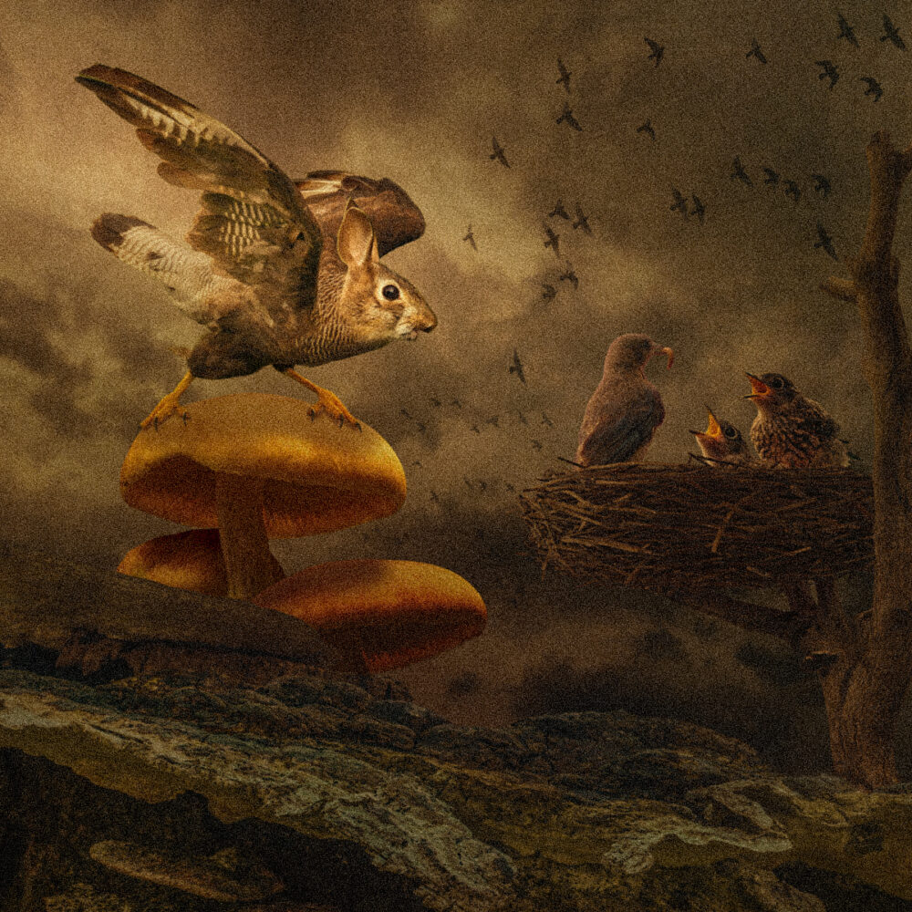 Rabbit Hawk Goes for the Kill by Dan Borge