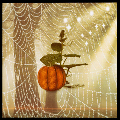 The Pumpkin Tree by Vivien Capper