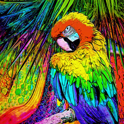 Macaw by Dan Lavery