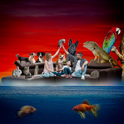 Lifetime Pets by Tom Sherrill Mix