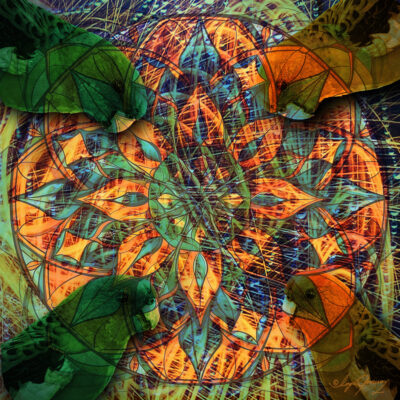 Parrot Paradise by Ingrid Pomeroy