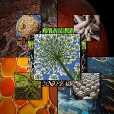 Figuring Out the Square Root by Mary Ann Roesler