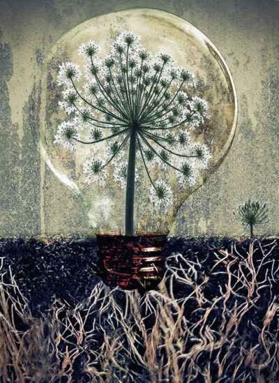 Hogweed in Lightbulb by John Schultz