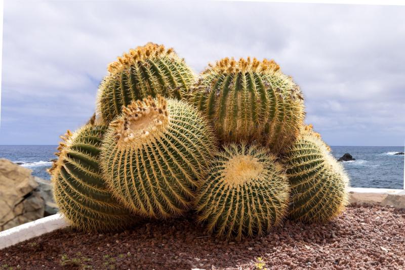golden-barrel-cactus-7398667_1920